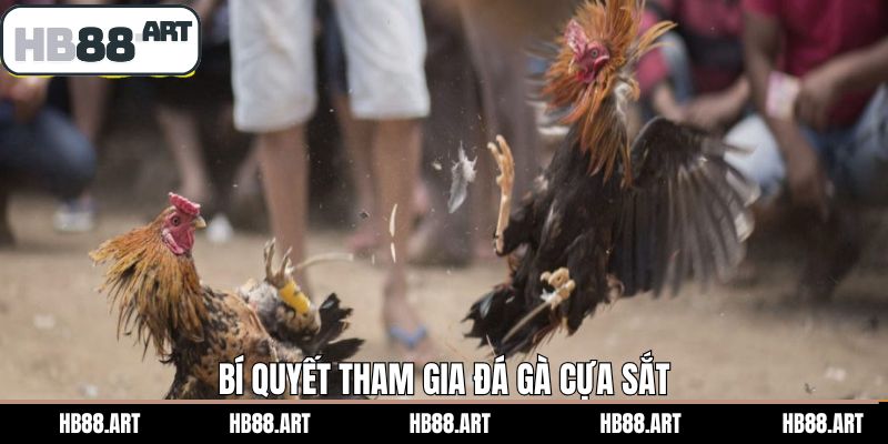 Hướng dẫn cách đánh cược đá gà cựa sắt