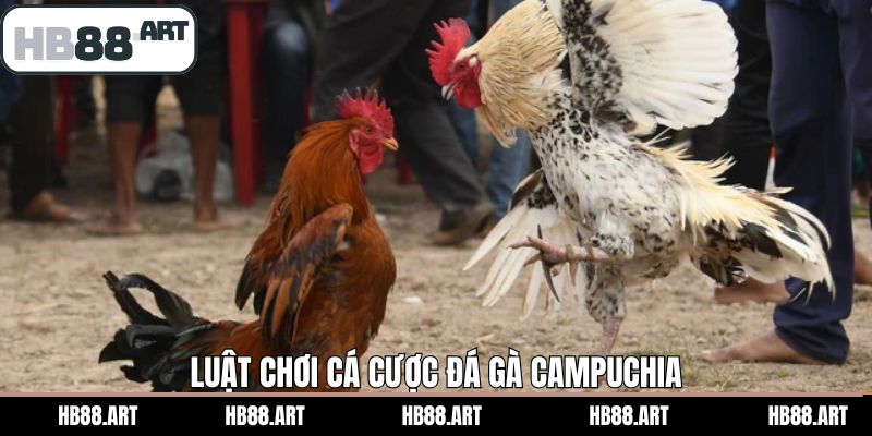 Nắm rõ về luật chơi khi tham gia đá gà Campuchia tại HB88